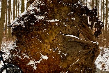A large uprooted tree with exposed roots and soil, partially covered in snow, stands beside a mountain bike in a winter forest setting. Nearby trees are bare, indicating a cold, wintry atmosphere. Blind Line mountain bike trail.