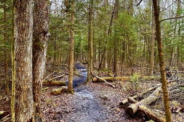 A winding dirt path through a forest, flanked by tall trees and scattered fallen logs. The ground is covered with fallen leaves, and the atmosphere appears calm and serene. Ravenshoe / Brownhill mountain bike trail.
