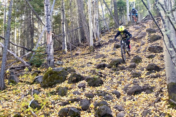 Two mountain bikers navigating a rocky trail surrounded by trees in a forest during autumn, with fallen yellow leaves scattered on the ground.