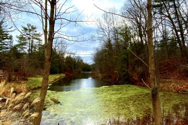 A serene view of a tranquil pond surrounded by trees, with a mix of barren branches and green foliage. The surface of the water is partially covered with green algae, reflecting the cloudy sky above. Fallen leaves cover the ground in the foreground, adding to the autumnal atmosphere. Pinery Provincial Park mountain bike trail.