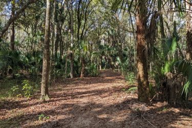 A tranquil forest path surrounded by tall trees and lush green undergrowth, featuring scattered fallen leaves on the ground and sunlight filtering through the leaves overhead. Highlands Hammock State Park mountain bike trail.