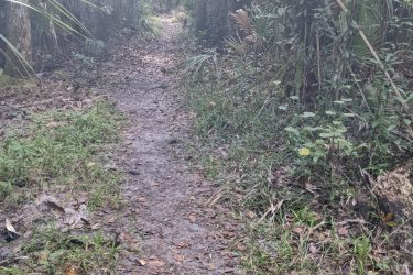 A narrow dirt path winding through a dense tropical forest, surrounded by tall palm trees and lush greenery. The pathway is lined with fallen leaves and patches of grass, creating a natural and serene environment that invites exploration. Highlands Hammock State Park mountain bike trail.