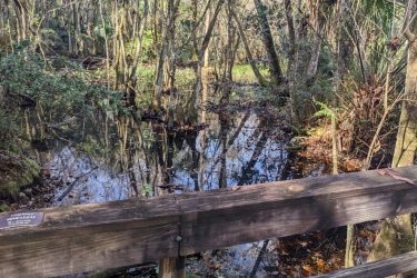 A serene view of a swampy area surrounded by trees, featuring a wooden railing in the foreground. The still water reflects the greenery and tree trunks, creating a tranquil atmosphere with patches of fallen leaves scattered around. Highlands Hammock State Park mountain bike trail.