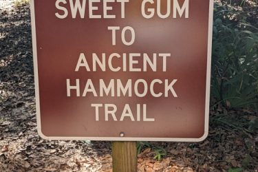 Sign indicating the direction and name of the "Sweet Gum to Ancient Hammock Trail," mounted on a wooden post surrounded by natural foliage. Highlands Hammock State Park mountain bike trail.