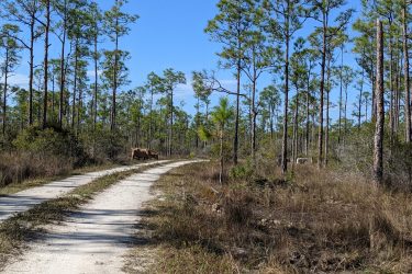 A dirt path winding through a forested area with tall pine trees. A brown cow grazes along the side of the path, surrounded by grass and underbrush under a clear blue sky. Yucca Pens Unit State Wildlife Management Area mountain bike trail.