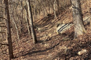 A winding trail through a wooded area, surrounded by bare trees and scattered rocks, with a carpet of dry leaves covering the ground. The sunlight filters through the branches, casting shadows along the path. Landahl Park Reserve mountain bike trail.