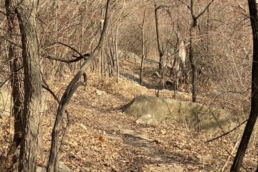 A narrow, winding trail through a deciduous forest in late autumn, flanked by bare trees and scattered rocks. The ground is covered with dry, fallen leaves, and the ambiance suggests a tranquil, natural setting. Lake Ponca Trails mountain bike trail.
