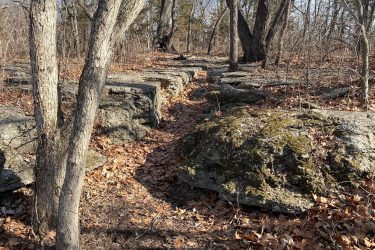 A rocky pathway surrounded by bare trees and fallen leaves, with large stones forming natural steps along the trail. Landahl Park Reserve mountain bike trail.