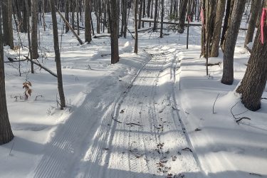 A winter biking trail winding through a snow-covered forest, with tire tracks in the snow and several trees in the background. Pink markers are visible along the trail, indicating the path through the woods. The foreground shows part of a bike, emphasizing the biking activity. Cadillac Pathway mountain bike trail.
