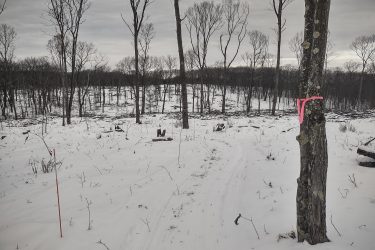 A winter scene in a forest showing bare trees with no leaves, a dusting of snow covering the ground, and evidence of recent logging activity in the background. A tree marked with pink tape is prominent on the right side, while a faded orange stake is visible in the snow. The sky is overcast, adding a somber tone to the landscape. Cadillac Pathway mountain bike trail.