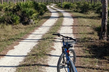 A blue mountain bike is leaning on a gravel path that winds through a forest of tall pine trees. The sunlight creates long shadows on the ground, adding depth to the scene. Lush greenery lines the path, suggesting a tranquil outdoor setting ideal for biking or hiking. Yucca Pens Unit State Wildlife Management Area mountain bike trail.