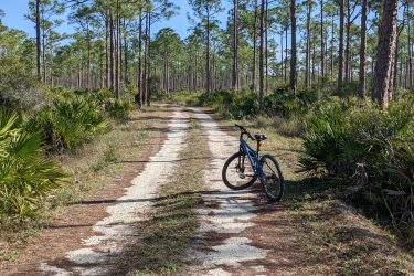 A blue mountain bike leaning against a dirt path surrounded by tall pine trees and lush greenery on either side, under a clear blue sky. Yucca Pens Unit State Wildlife Management Area mountain bike trail.