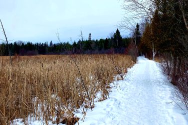 A winter landscape featuring a snowy path winding through a marsh area. The path is flanked by tall brown grasses and bare trees, under a cloudy sky. Forested areas are visible in the distance, suggesting a serene, natural setting. Stony Swamp Conservation Area Trails mountain bike trail.
