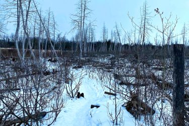 A snowy path winding through a desolate landscape, lined with sparse, leafless trees and scattered brush. The sky is overcast, adding a cool tone to the scene, which features a mix of snow-covered ground and fallen branches. The path appears to lead deeper into the wintry wilderness. Stony Swamp Conservation Area Trails mountain bike trail.