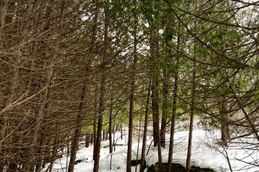 A winding path through a snowy forest, flanked by tall trees with green foliage above. The ground is covered in a thick layer of snow, and a rocky outcropping is visible to the side of the trail. Stony Swamp Conservation Area Trails mountain bike trail.