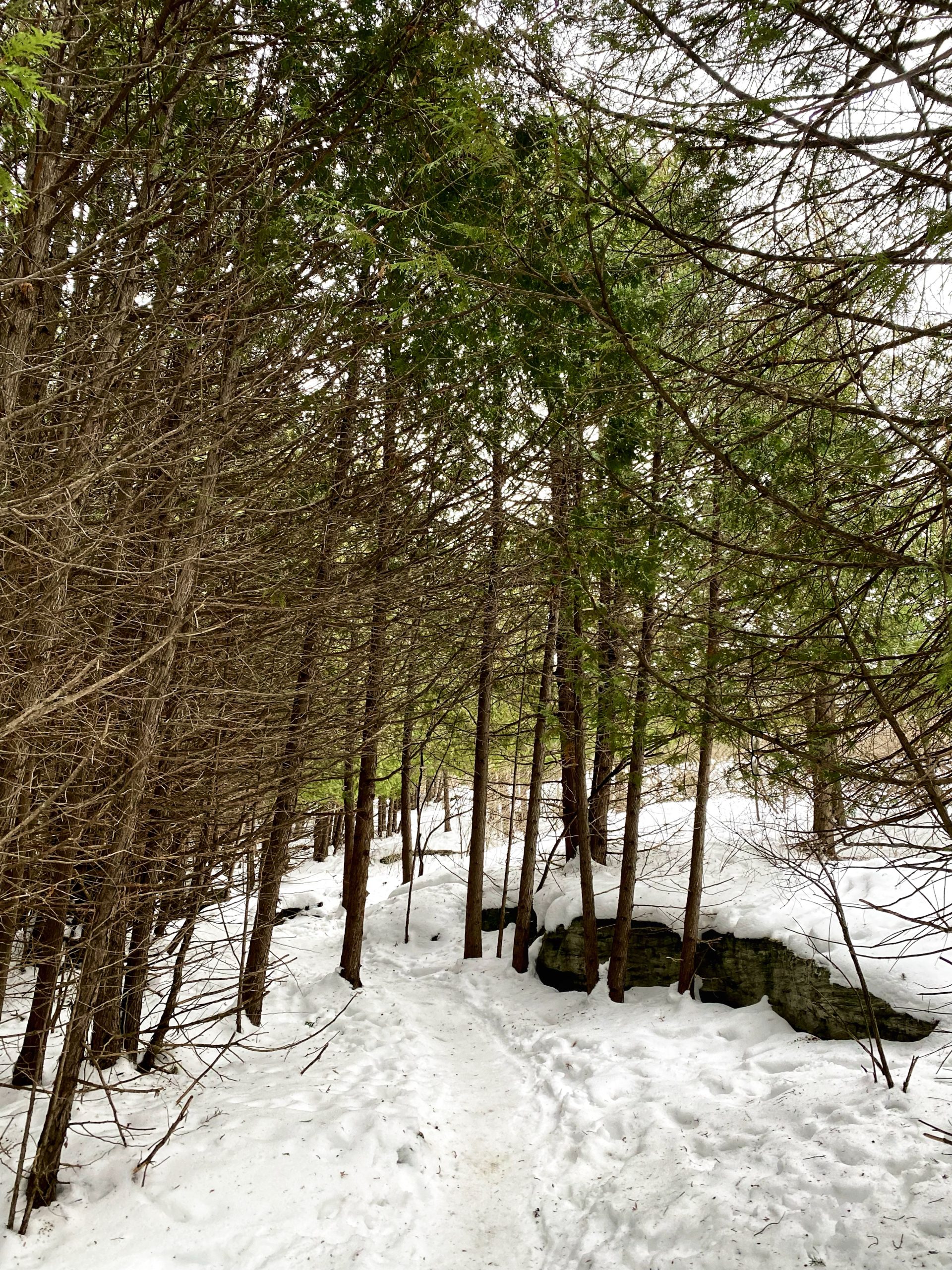 A winding path through a snowy forest, flanked by tall trees with green foliage above. The ground is covered in a thick layer of snow, and a rocky outcropping is visible to the side of the trail. Stony Swamp Conservation Area Trails mountain bike trail.