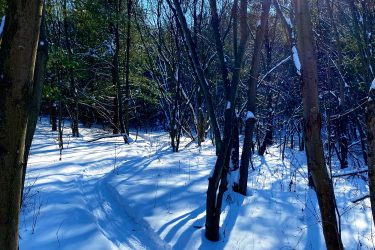 A snowy forest pathway illuminated by sunlight, surrounded by tall trees with a mix of bare branches and evergreen foliage. The snow-covered ground shows a distinct trail leading further into the woods, with soft shadows cast by the trees and sunlight filtering through the branches. The clear blue sky adds to the serene winter atmosphere. The Pines mountain bike trail.
