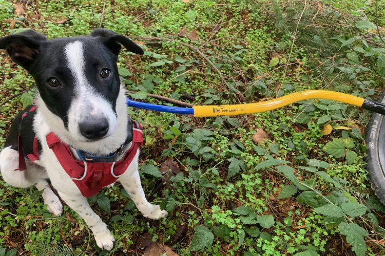 A black and white dog wearing a red harness sits on the ground covered with green foliage. The dog has a curious expression, looking directly at the camera. A yellow bike tow leash is attached to the harness, leading off to the side.