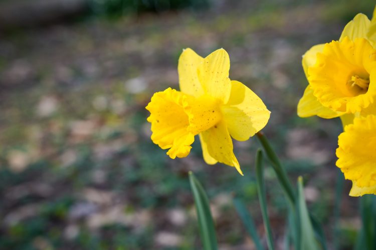 A close-up image of vibrant yellow daffodil flowers in bloom, set against a softly blurred background of foliage and earth. The flowers display distinct frilled edges and a mix of cup-shaped overlaps, highlighting their bright color and texture.