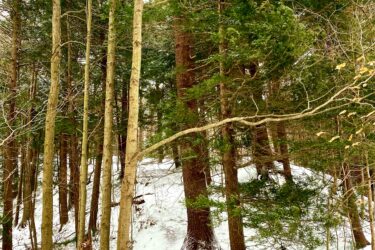 A snowy forest scene featuring tall trees, with a mix of conifers and bare branches. In the foreground, a black bicycle is resting on a snow-covered trail, surrounded by freshly fallen snow and scattered twigs. St Willams Conservation Reserve mountain bike trail.