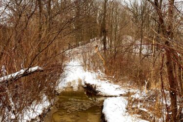 A muddy path in a winter forest scene, flanked by bare trees and sparse underbrush. Snow covers the ground alongside a puddle of water in the center of the trail, indicating recent thawing. The sky is overcast, adding a subdued atmosphere to the landscape. St Willams Conservation Reserve mountain bike trail.