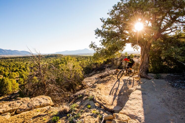 A mountain biker navigating a rocky trail under a large tree, with the sun shining in the background, illuminating a lush green landscape and distant mountains.