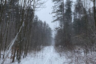 A snow-covered forest path surrounded by bare trees, with gentle snowfall creating a serene atmosphere. The path winds through the wooded area, leading the viewer's eye toward the distant horizon, where the landscape fades into a misty blur. St Willams Conservation Reserve mountain bike trail.