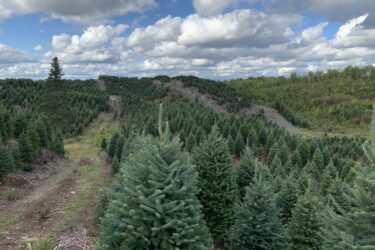 A scenic view of a lush evergreen tree farm, with rows of tall, healthy conifer trees extending into the distance. The landscape is dotted with various green shades and features a dramatic sky filled with fluffy white clouds. A dirt pathway runs through the center, leading deeper into the tree farm, surrounded by patches of grass and wild vegetation. Circuit Frontières mountain bike trail.