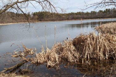 A serene landscape depicting a calm body of water surrounded by brown reeds and grasses. In the background, there are trees lining the shore, with a cloudy sky above. The scene captures the peacefulness of a natural wetland area. Waterfall Glen mountain bike trail.