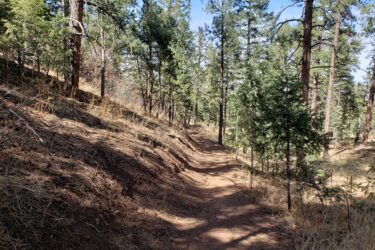 A winding dirt trail through a wooded area, surrounded by tall pine trees and patches of dry grass. Sunlight filters through the branches, illuminating the path and creating shadows on the ground. The scene conveys a peaceful and natural atmosphere, inviting exploration. Chamberlain mountain bike trail.