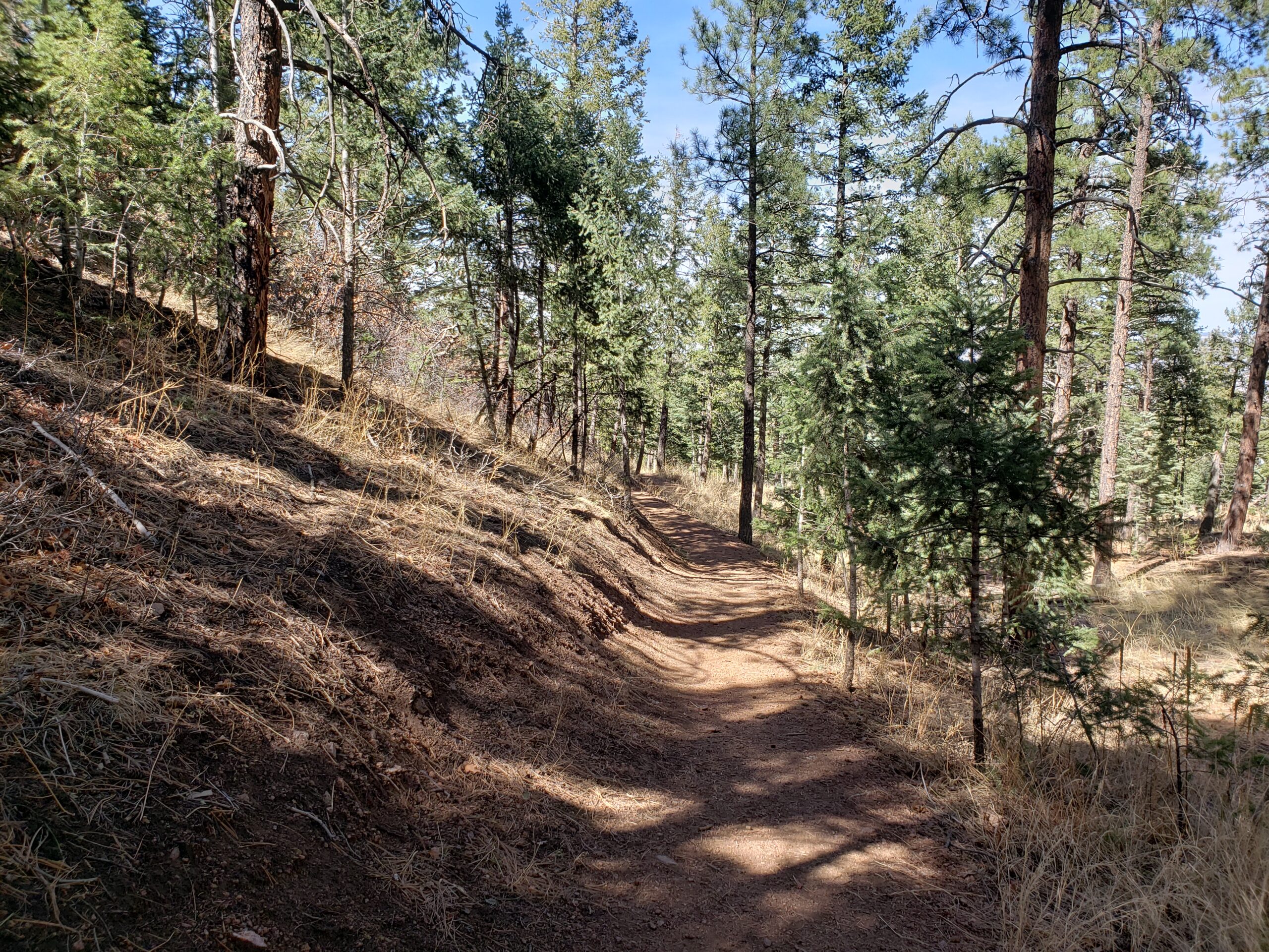 A winding dirt trail through a wooded area, surrounded by tall pine trees and patches of dry grass. Sunlight filters through the branches, illuminating the path and creating shadows on the ground. The scene conveys a peaceful and natural atmosphere, inviting exploration. Chamberlain mountain bike trail.