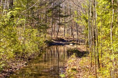 A serene woodland scene featuring a narrow stream running through a forested area. The banks of the stream are lined with green foliage and patches of dry leaves, while trees with bare branches and coniferous foliage frame the path. Bright blue skies are visible above, creating a peaceful and inviting atmosphere. Shabomeka Legpower Pathfinders mountain bike trail.