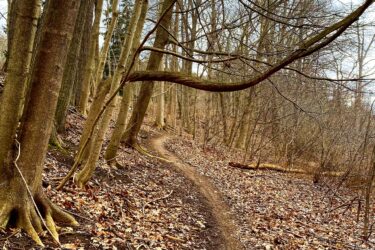 A winding dirt pathway through a forest, lined with bare trees and scattered dry leaves on the ground. The scene captures a tranquil, natural environment, inviting exploration. Springbank park mountain bike trail.