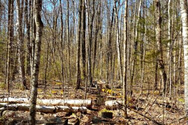 A scenic view of a forest in early spring, featuring tall, bare tree trunks against a clear blue sky. Fallen logs and branches scatter across the ground, mixed with patches of dry leaves, indicating a natural, wooded area with a quiet pathway through the trees. Shabomeka Legpower Pathfinders mountain bike trail.