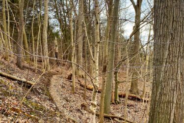 A winding dirt path cuts through a wooded area, flanked by tall, bare trees and scattered leaves on the ground. The scene captures a serene, natural landscape, with hints of a cloudy sky above. Springbank park mountain bike trail.