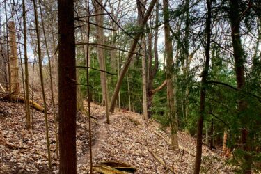 A wooded area featuring tall trees with bare branches and green pine trees. The forest floor is covered with fallen leaves, and a narrow dirt path winds through the scene, leading into the distance. Sunlight peeks through the branches, creating a serene atmosphere. Springbank park mountain bike trail.