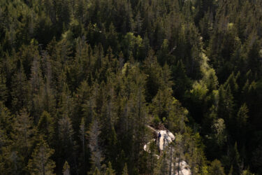 Aerial view of a dense forest with tall evergreen trees, showcasing winding pathways that lead through the greenery. In the distance, two small structures are visible among the trees. The landscape is lush and vibrant, highlighting a serene, natural environment. Sentiers Du Moulin mountain bike trail.