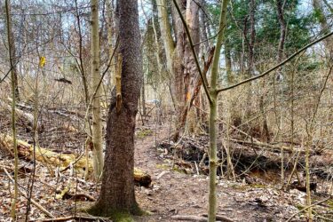 A narrow dirt trail winding through a forested area, surrounded by bare trees and fallen branches. The scene is mostly devoid of foliage, suggesting early spring. Clouds can be seen in the sky above, hinting at a cool day. Springbank park mountain bike trail.