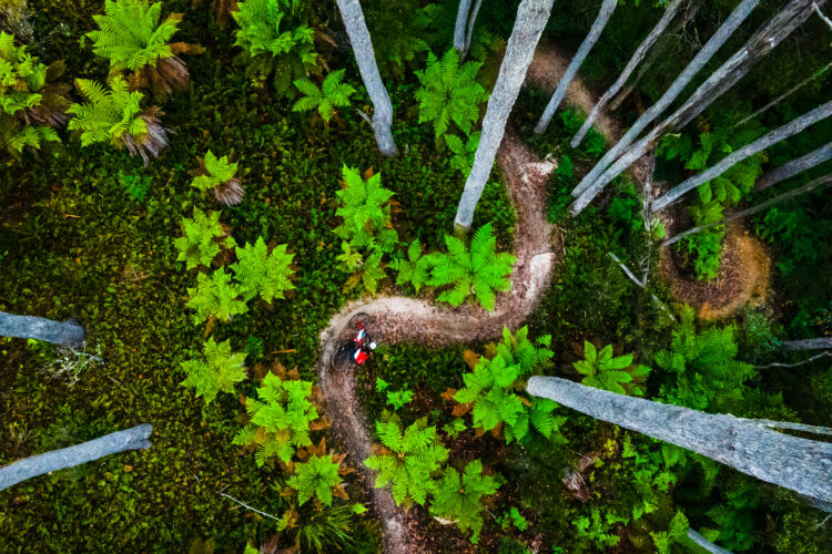 Aerial view of a winding dirt trail through a lush forest, surrounded by tall trees and vibrant green ferns. A person on a red motorcycle is navigating the path.