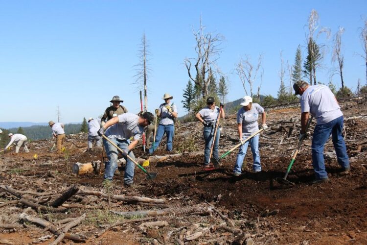 A group of volunteers working together in a deforested area, using tools such as shovels and rakes to prepare the ground for planting. The scene is set under a clear blue sky, with scattered tree stumps and logs in the background, indicating previous clearing efforts.