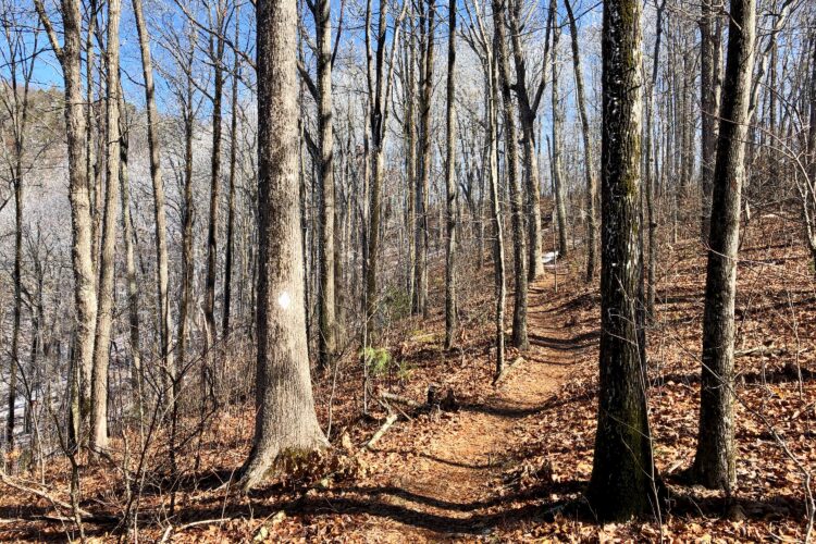 A winding dirt path through a forest in winter, lined with tall, leafless trees. The ground is covered with fallen leaves, and a few patches of snow can be seen on the trail as it curves gently uphill. The sky is clear and blue, creating a serene atmosphere.
