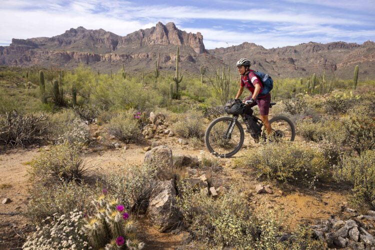 A cyclist navigates a dirt trail through a vibrant desert landscape, surrounded by various desert plants, including cacti and wildflowers, with rugged mountains in the background under a partly cloudy sky.