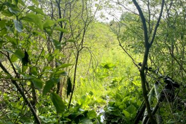 A narrow, overgrown path framed by dense green foliage and trees, leading to a bright open area in the distance. Visible along the path are patches of lush leaves and a small stream of water. In the foreground, a bike is partially visible, leaning against a tree. Inverse of kains mountain bike trail.