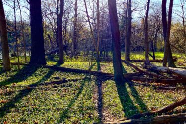 A sunlit forest scene featuring tall trees with slender trunks, casting long shadows across the ground. The forest floor is covered with green foliage and scattered logs, while sunlight filters through the branches against a bright blue sky. Springbank park mountain bike trail.