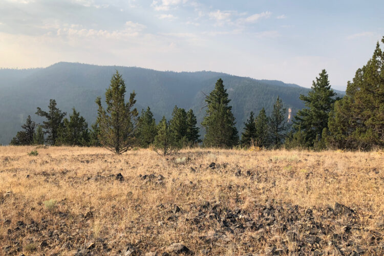 A scenic view of a mountainous landscape featuring a mix of grassy and rocky terrain in the foreground, with various evergreen trees scattered throughout. The background displays rolling mountains under a cloudy sky, creating a serene, natural atmosphere.