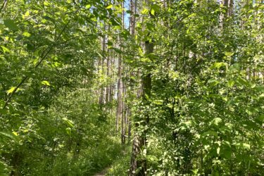 A narrow dirt path winding through a lush green forest, surrounded by tall trees and dense foliage. Sunlight filters through the leaves, creating a serene and inviting atmosphere. Albion Hills mountain bike trail.