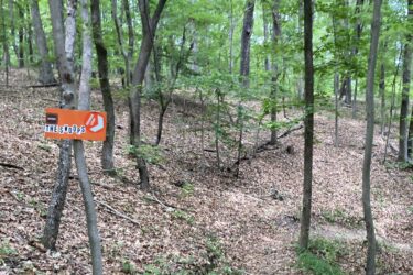 A wooded area with green trees and a forest floor covered in brown leaves. In the foreground, there is a sign mounted on a tree that reads "THE Swoops" with an arrow indicating a direction. The path appears to wind into the forest. Witchback mountain bike trail.