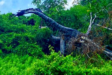 A large, fallen tree partially covered in green foliage, with its twisted branches reaching upward against a backdrop of lush greenery and partly cloudy skies. Inverse of kains mountain bike trail.