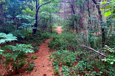 A narrow dirt path winding through a dense forest, surrounded by lush green foliage and scattered pine needles. Sunlight filters through the tree canopy, creating a serene natural atmosphere. Inverse of kains mountain bike trail.
