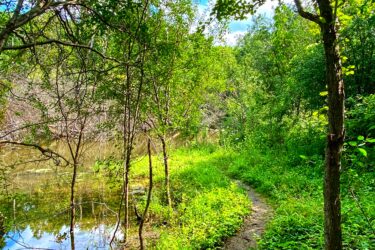 A lush, green pathway winding through a forest, bordered by trees and tall grass, leading to a calm body of water. The bright blue sky is dotted with a few fluffy clouds, enhancing the serene outdoor setting. Inverse of kains mountain bike trail.